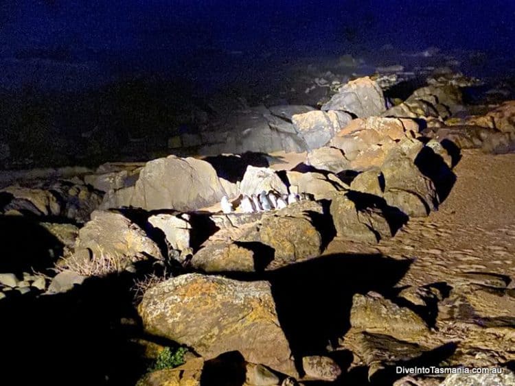 All About The AMAZING Low Head Penguin Tours