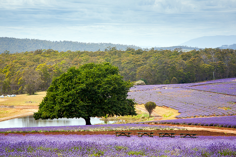 Lavender Farms In Tasmania💜 Where And When To Go